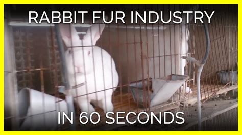 are bunnies skinned alive in china